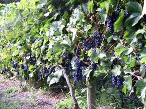 Ripe grapes on a Salt Spring Island vineyard