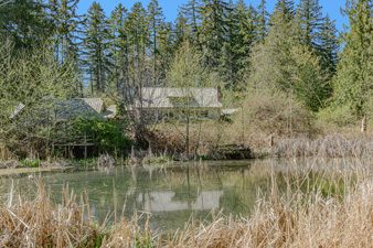 Pond edged with grasses and firs beside a country home on Salt Spring Island