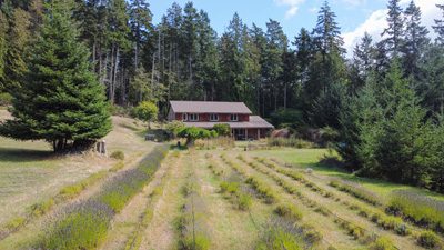 Lavender rows in front of a country home on Mayne Island